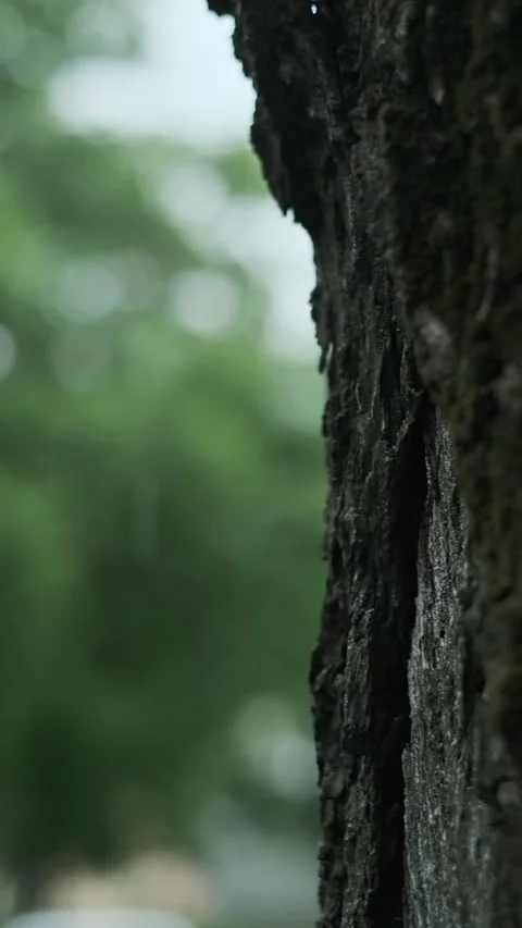 Close-up of tree bark, green bokeh background, heavy rain in park, summer downpo Stock Footage 277643180