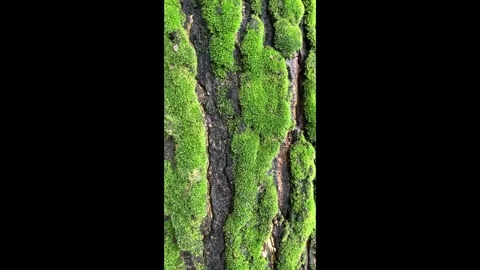 Close-up of tree bark with green moss in a forest Stock Footage 301409706