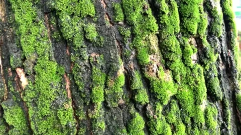 Close-up of tree bark with green moss in a forest Video stock 301409796