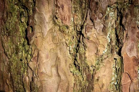 Close up of tree bark with green moss on it Stock Photos