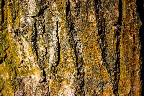 Close up of tree bark with green moss on it Stock Photos