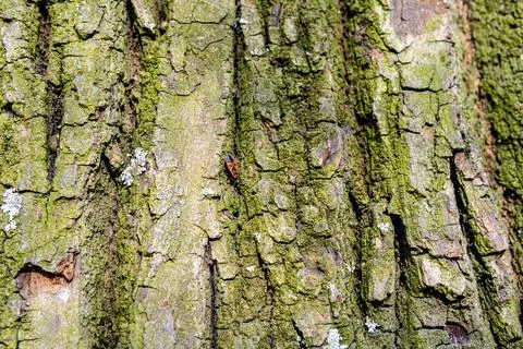 Close-up of a tree bark with green moss and natural texture, ideal for natu.. Stock Photos
