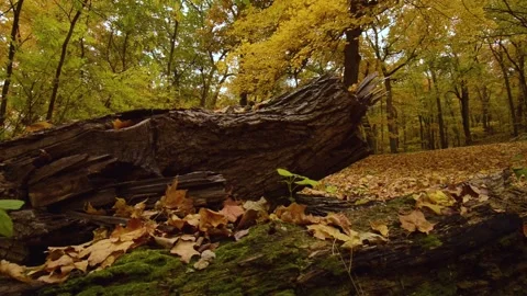 Close Up of Tree Bark On Ground in Park During Fall Season Stock Footage 140294942