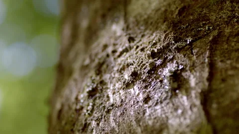 Close up of tree bark hand held Stock Footage 159865836