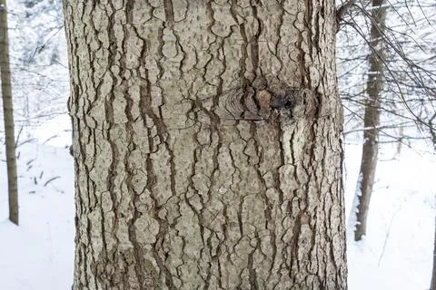 Close-up of a tree bark highlighting its intricate textures and patterns. The Stock Photos