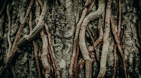 Close-up of tree bark with intertwined vines, showcasing intricate textures.. Foto stock