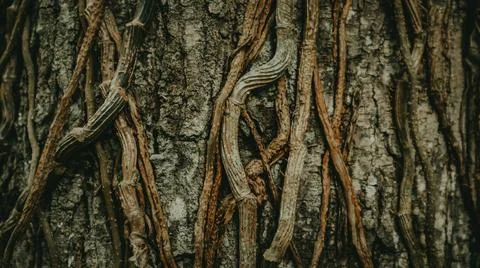 Close-up of tree bark with intertwined vines, showcasing intricate textures.. Stock Photos