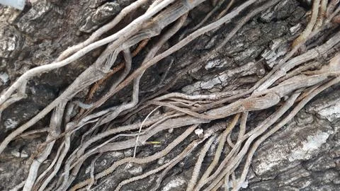 Close-up of tree bark with intertwining roots. Natural background Stock Photos