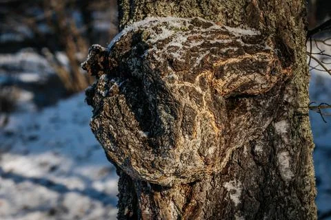 Close-up of a tree bark with intricate textures and snow accents Stock Photos