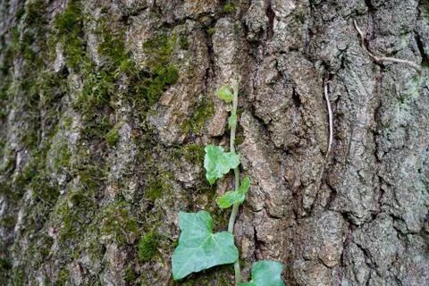 Close up of tree bark with ivy 스톡 사진
