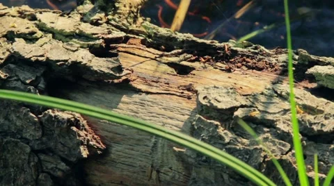 Close-up of tree bark at the lake side Stock Footage 58822868