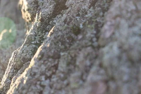 Close up of tree bark in late fall afternoon sunlight Stock Photos