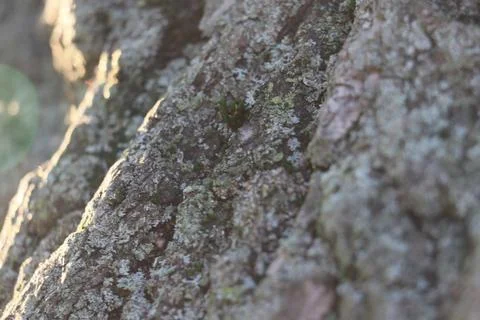 Close up of tree bark in late fall afternoon sunlight Stock Photos