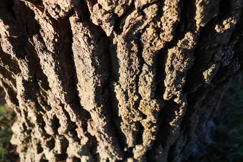 Close up of tree bark in late fall afternoon sunlight Stock Photos