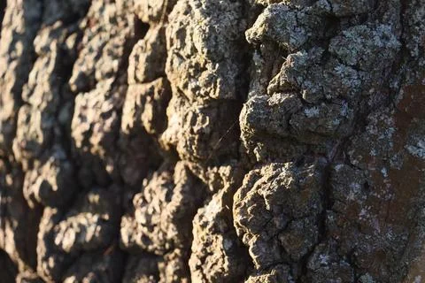 Close up of tree bark in late fall afternoon sunlight Foto stock