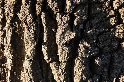 Close up of tree bark in late fall afternoon sunlight Stock Photos