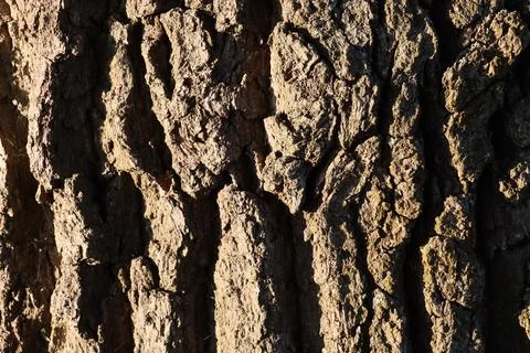 Close up of tree bark in late fall afternoon sunlight Stock Photos