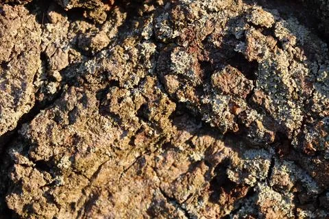 Close up of tree bark in late fall afternoon sunlight Stock Photos