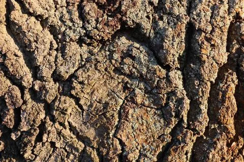 Close up of tree bark in late fall afternoon sunlight Stock Photos