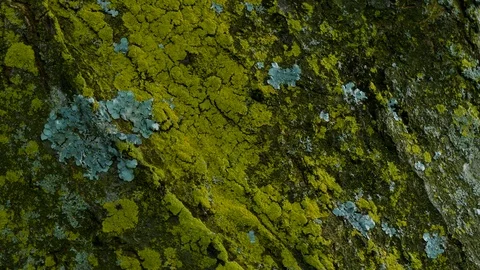 Close up Tree Bark with lichen and moss growing on trunk in the autumn Stock Footage 95097201