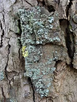 Close up of a tree bark with lichen infestation Stock Photos