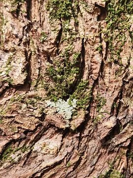 Close-up of tree bark with lichen. Stock Photos