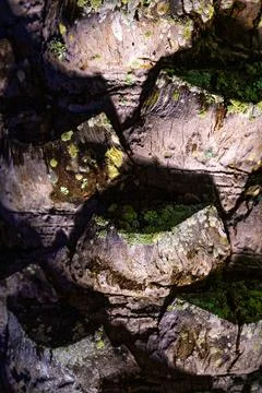 Close-Up of Tree Bark with Moss and Texture Stock Photos