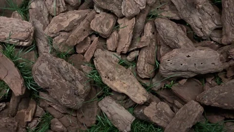 Close-up of tree bark mulch and green grass, atmospheric slow Push-In Stock Footage 331411611