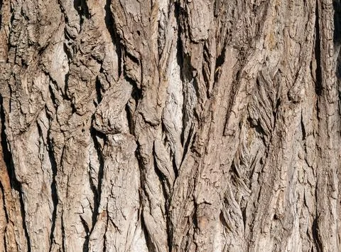 Close-up of tree bark of an old oak tree 写真素材