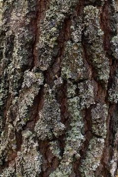 Close-up of tree bark. An old tree. many years ago. carbon sink. close-up.mac Stock Photos