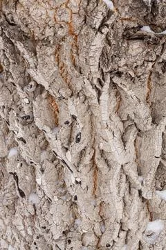 Close-up of tree bark. An old tree. many years ago. carbon sink. close-up mac Stock Photos