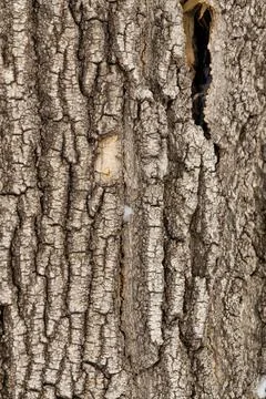 Close-up of tree bark. An old tree. many years ago. carbon sink. close-up mac Stock Photos