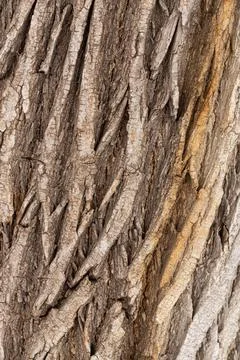 Close-up of tree bark. An old tree. many years ago. carbon sink. close-up mac Stock Photos
