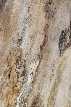 Close-up of tree bark. An old tree. many years ago. carbon sink. close-up mac Stock Photos