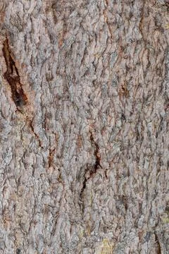 Close-up of tree bark. An old tree. many years ago. carbon sink. close-up mac Stock Photos