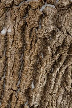 Close-up of tree bark. An old tree. many years ago. carbon sink. close-up mac Foto stock