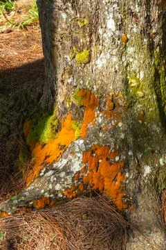Close-up of Tree Bark with Orange Moss 스톡 사진
