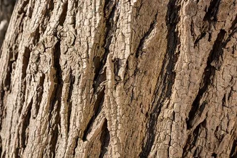 Close-up of tree bark. Organic patterns of plant life, raw ecological texture Stock Photos
