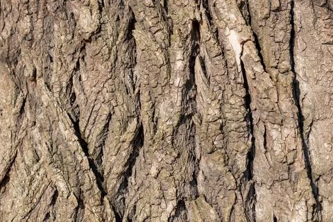 Close-up of tree bark. Organic patterns of plant life, raw ecological texture Foto stock