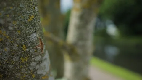 Close up on tree bark pan and rack focus from tree to Canal side Stock-Footage 115329509