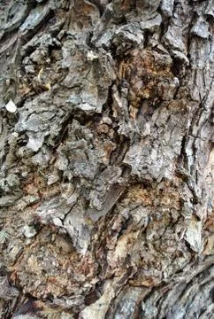 Close up of tree bark Stock Photos