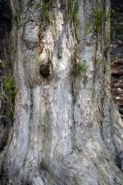 Close up of tree bark Stock Photos