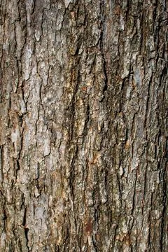 Close up tree bark Foto stock