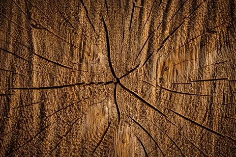 Close-up of tree bark Stock Photos