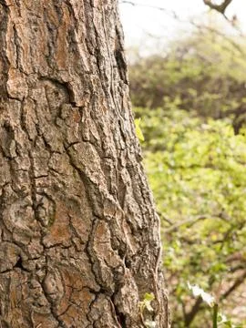 Close up of Tree Bark With Quality Texture and Detail and blurred Background Foto stock