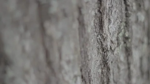 Close Up Tree Bark Rack Focus Stock Footage 106681621