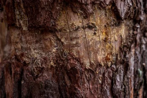 Close-Up of Tree Bark with Resin and Lichen Texture Fotos de archivo