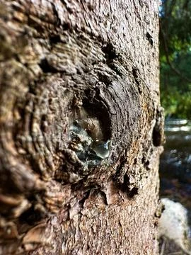 Close-Up of Tree Bark with Resin Stock Photos