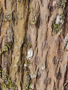 Close-up of tree bark with rough ridges Stock-Fotos