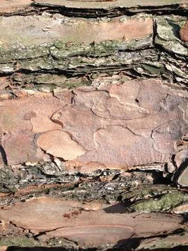 Close-up of Tree Bark with Rough Texture Stock Photos